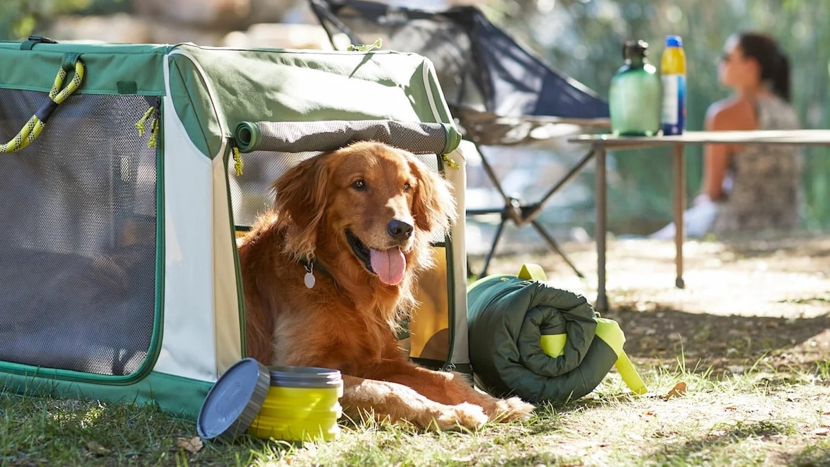 [2023] The 7 Best Travel Dog Crates & Carriers